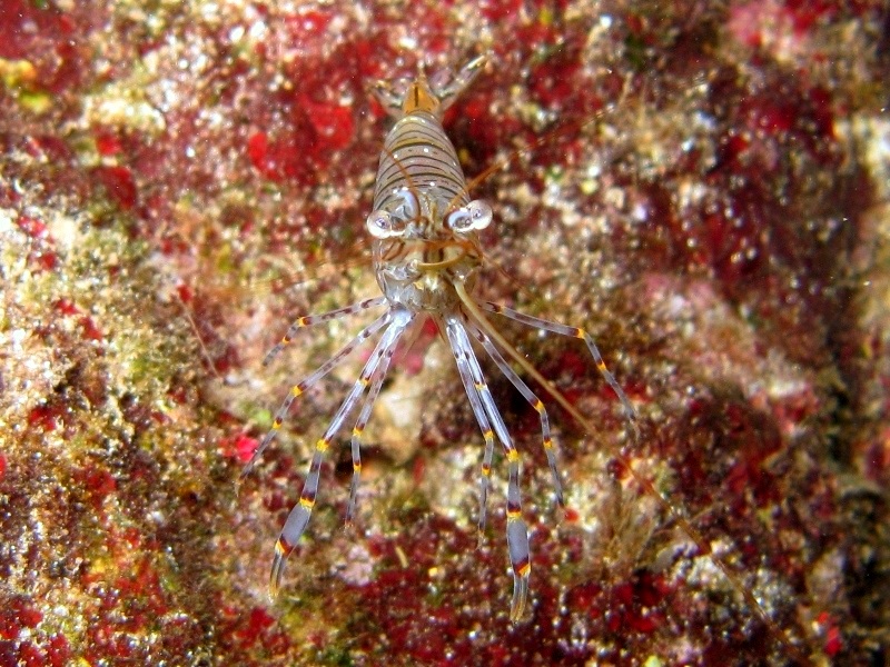 Differenze tra Palaemon serratus e Palaemon elegans